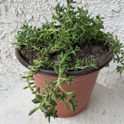 6 Inch Pot Rare Succulent Plant - Sedum Album - Athoum Stonecrop - Rooted & Established - Drought Resistant - 🪴