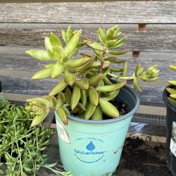 6in Pot Crassula Succulent 