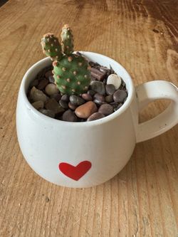 Cactus cup - bunny ears