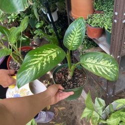 Plants