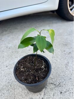 Rare cinnamon plant