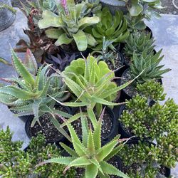 Succulent Plants 