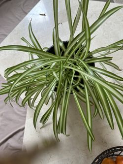 Plant