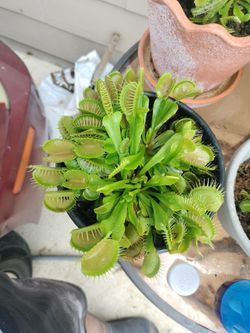 Plant , Venus flytrap