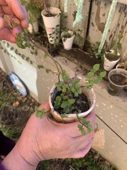Mint plant