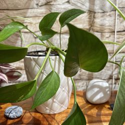 Philodendron House Plant In Ceramic Pot 5.5"H.