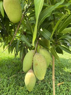 mango trees