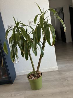Real Dracaena Indoor Plant