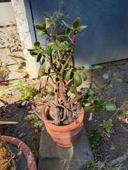 Jade Plant (Crassula ovata) in Terracotta Pot