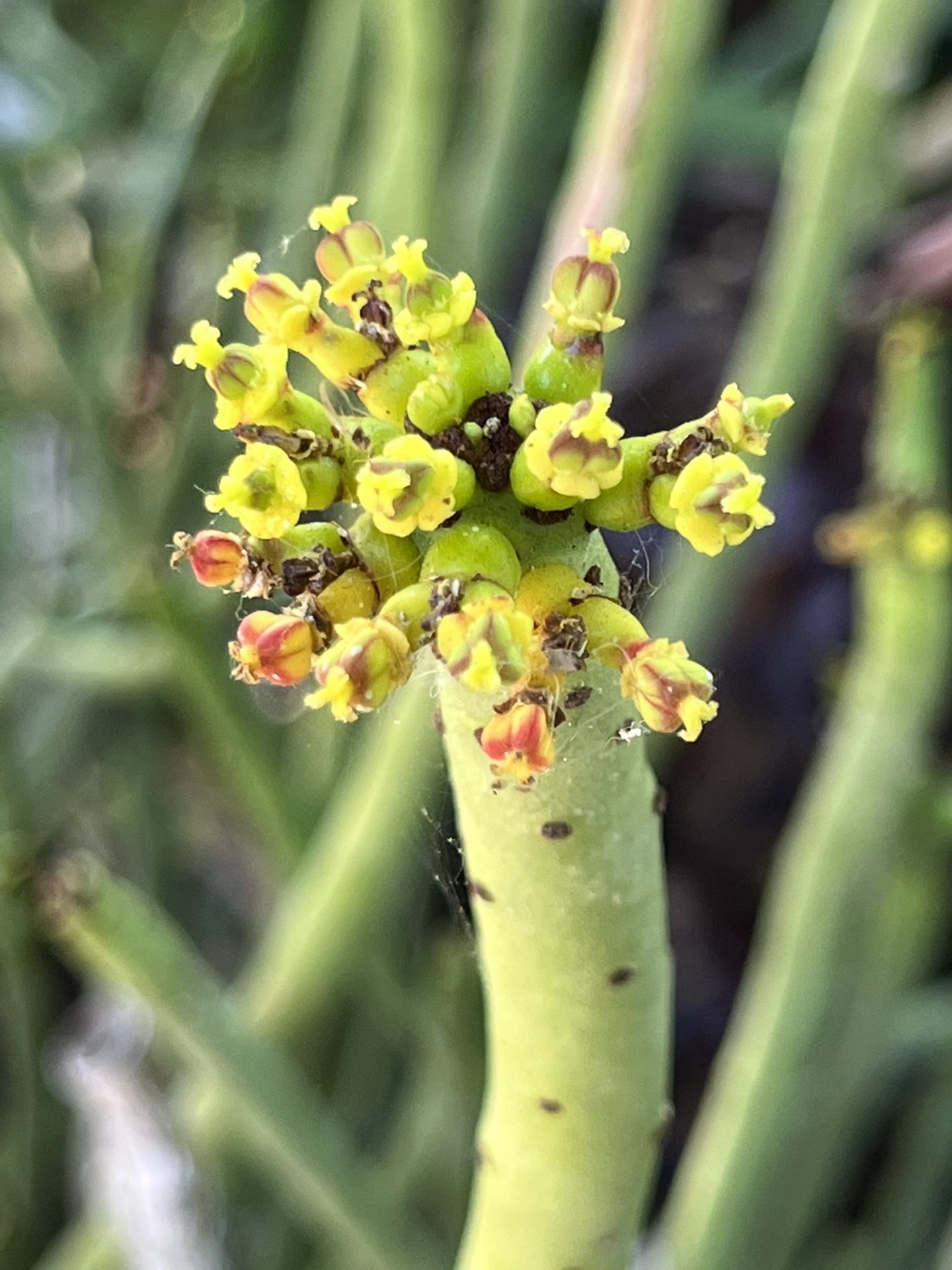 Euphorbia Alluadii, Cat Tails