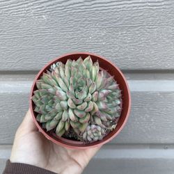 4” Echeveria Succulent