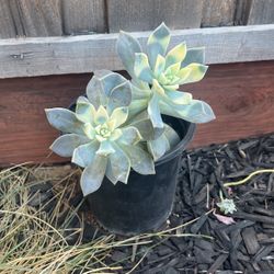Succulent In A Pot