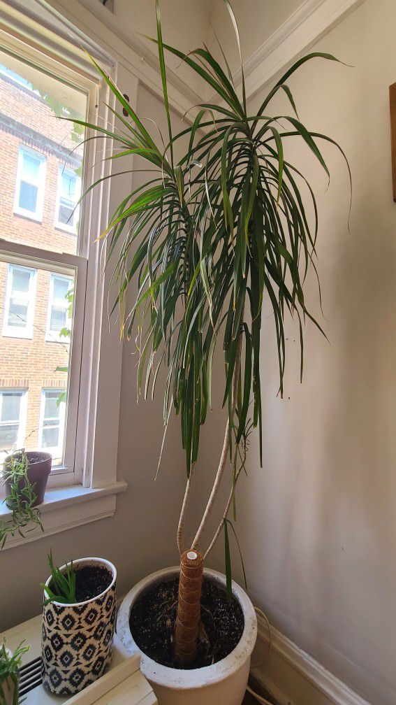 Tall And Healthy House Plant With Planter