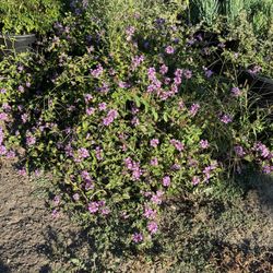 Plants
