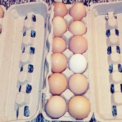 Fresh eggs by the dozen 