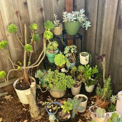 Succulents 