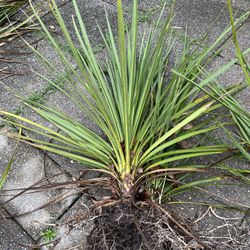 Outdoor Dracaena Plant