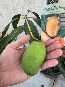 Mallika Mango Fruit Tree, fruiting!
