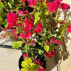 Bonsai Boungumvillia 