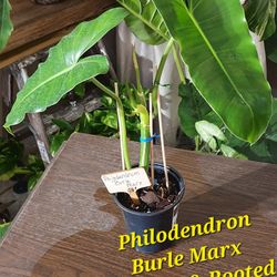 Philodendron Plant Collection 🪴