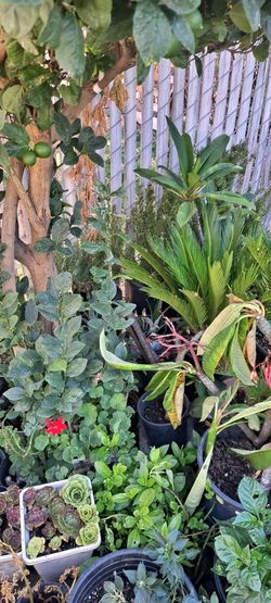 Plants, Chile, Ruda, palmas, romero