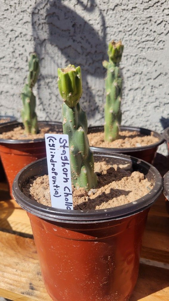Staghorn Cholla - Rooted (Cylindropuntia versicolor)