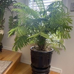 Parlor Palm Home Plant 