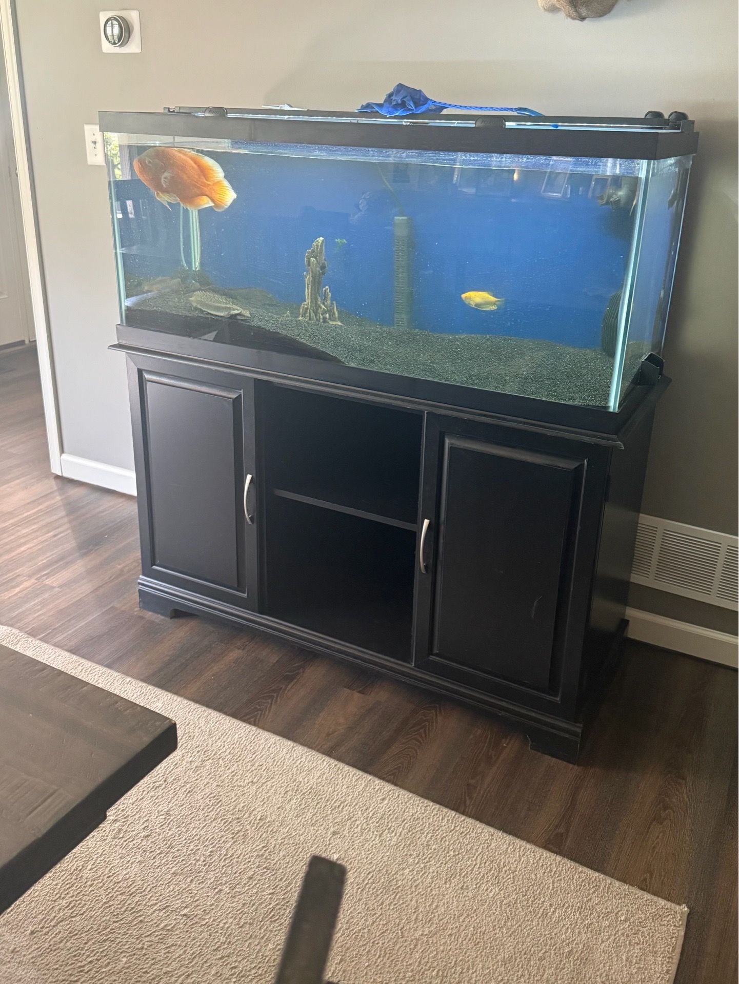 75 gallon aquarium with canister filter and stand