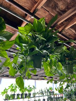 Hanging Pothos Plant Natural Indoor or Outdoor