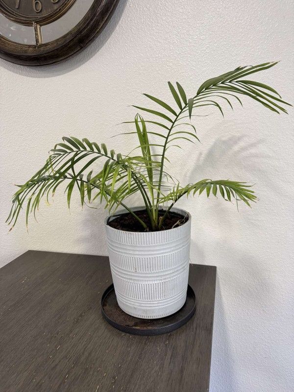 houseplant - Majesty Palm