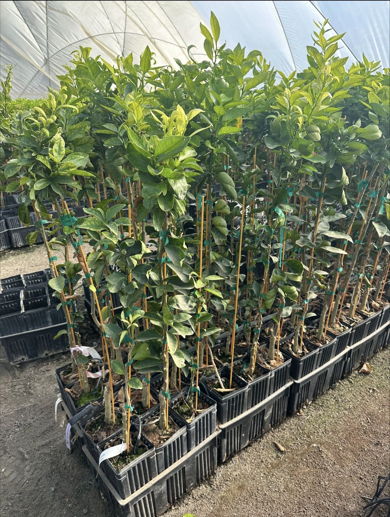 Citrus - 3-4 Feet Tall