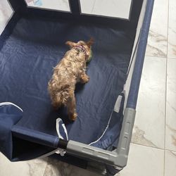 Little dog puppy, playpen.  Two wks old  . My  dog she jumped  out  from  the playpen..