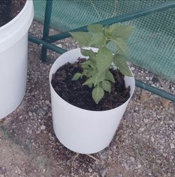 Healthy Tabasco Chili Pepper Potted Plant in White Container