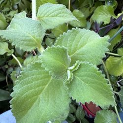 $5 EACH stem Mexican Oregano, Cuban Spanish Oregano Cuttings easy planting