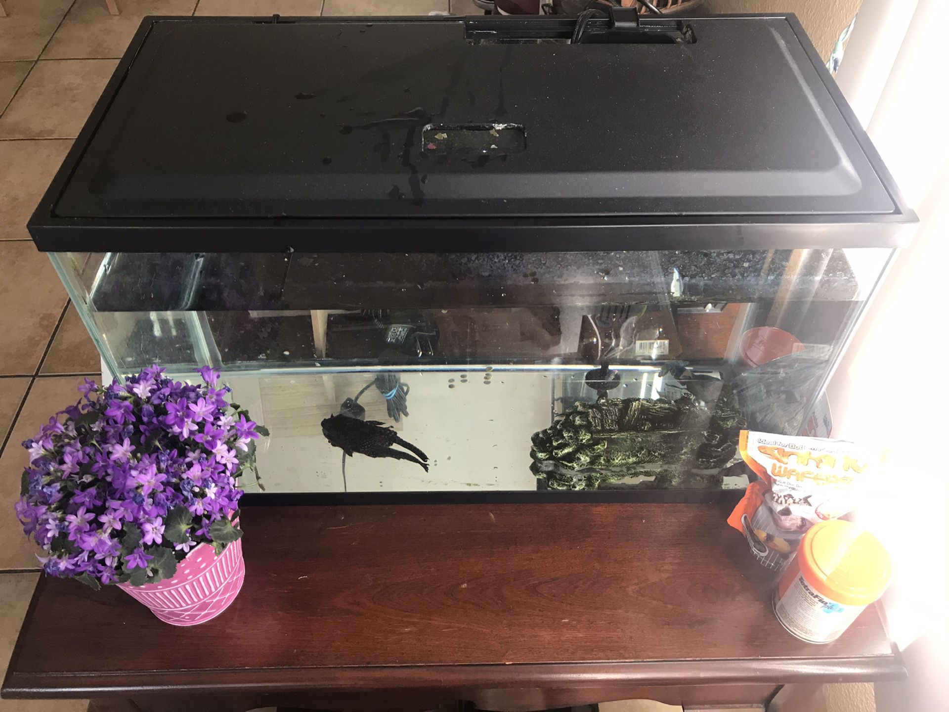 10 gallon fish tank complete setup with fish