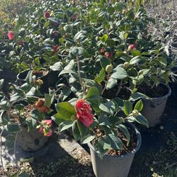 Camellia/azaleas/gardenias