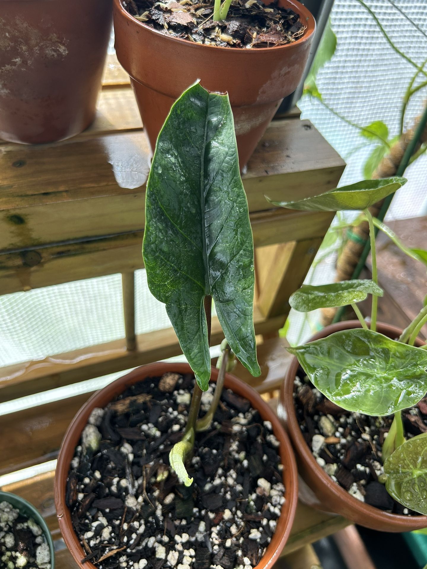 Alocasia Scalprum
