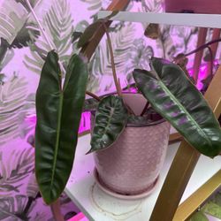 Billete Live Plant Not Cutting 