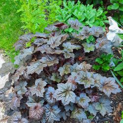 plant a bunch for 10