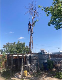 Cheap tree guys