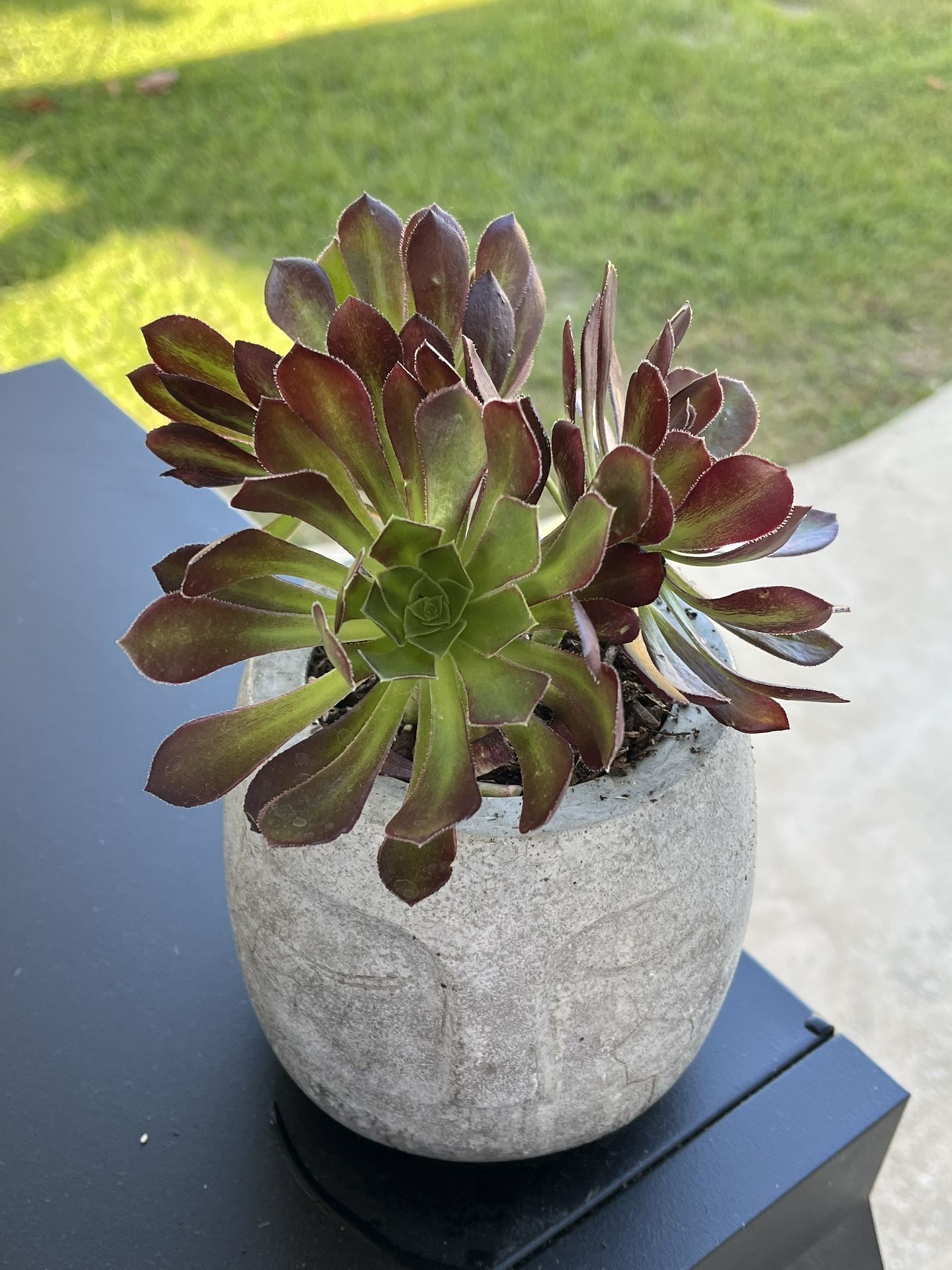 Aeoniom Plant