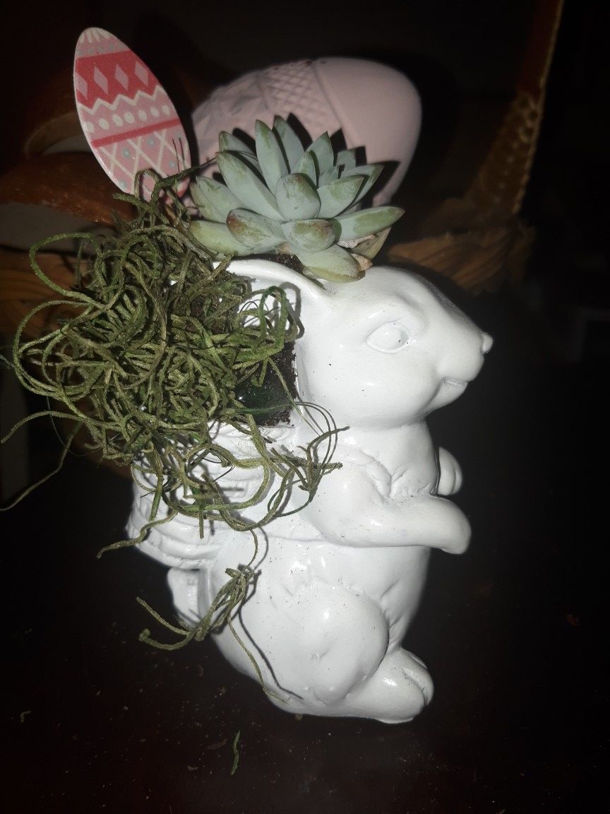 bunny plant