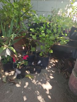 Diferent Plants And Palms