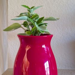 Healthy Beautiful Indoor Plant(Peperomia)