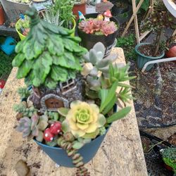 MOTHERS DAY GIFTS◇♡♧ SAN LORENZO SKYLINE SUCCULENTS OF SAN LORENZO