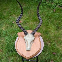 Faux Plastic Replica Impala Skull with Horns and Wood Mount Wall Decor