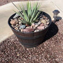 Agave In Half Barrel Pot 