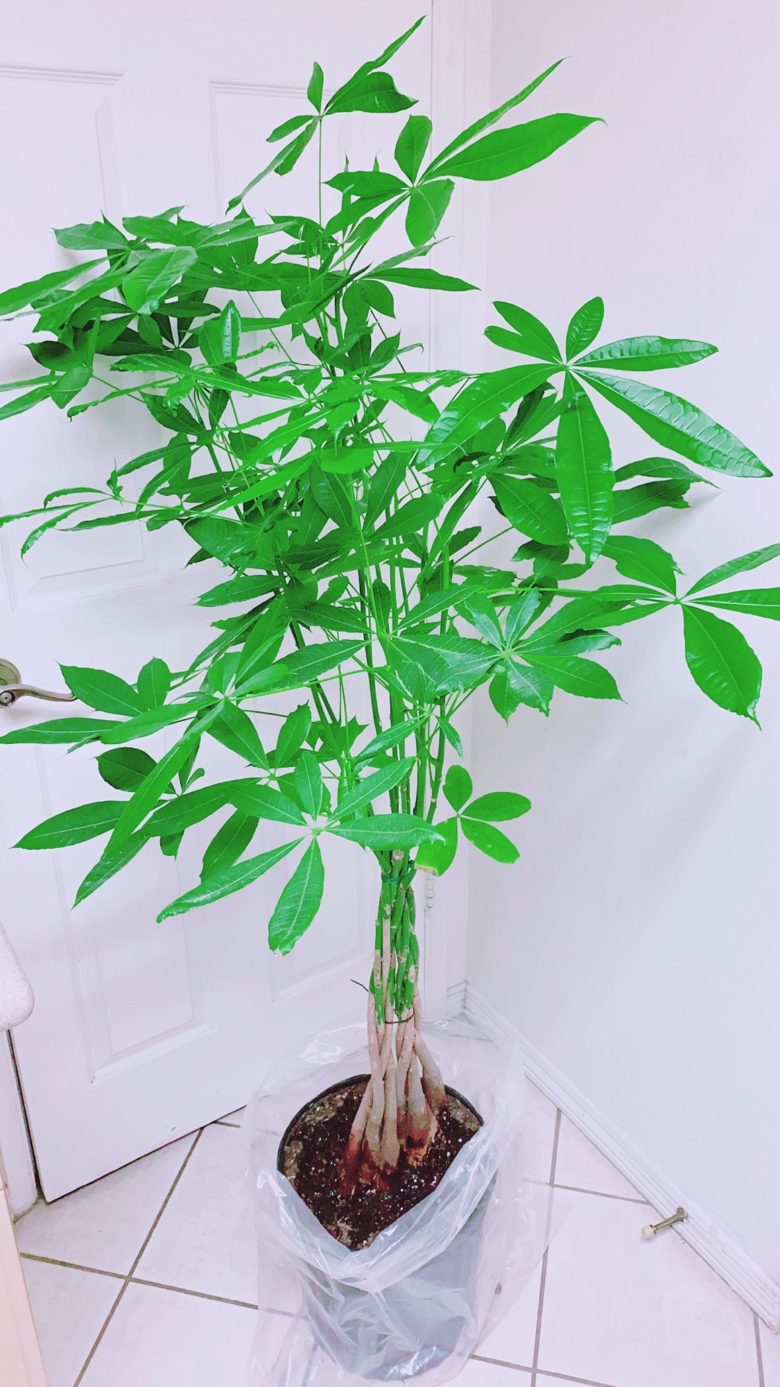 philodendron serpens Philodendron serpens  Carnivero