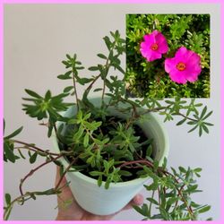 Purslane Succulents 🌹.  Full Sun. $5 Each