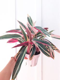 Calathea Stromanthe Triostar Plant 6" Pot - Indoor House Plants